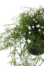 Load image into Gallery viewer, Flower Systems Babies Breath Trailing Potted Bush UVR
