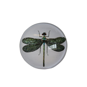 CC Interiors Dragonfly Glass Magnets