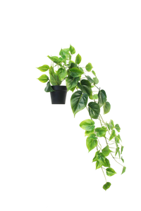 Flower Systems Potted Philodendron Plant 56cm Hanging