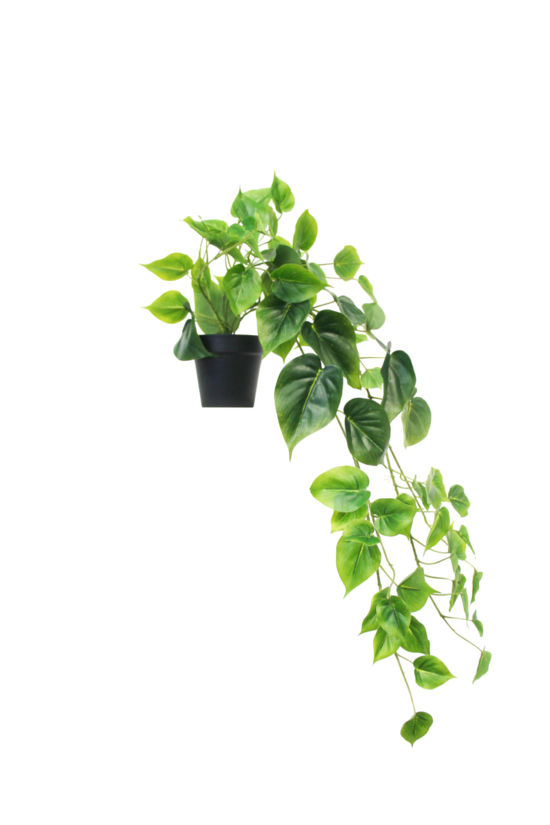 Flower Systems Potted Philodendron Plant 56cm Hanging