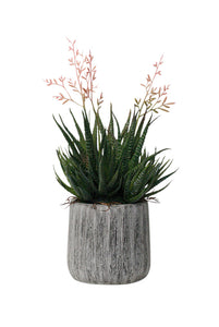 Flower Systems Haworthia in Cement Pot