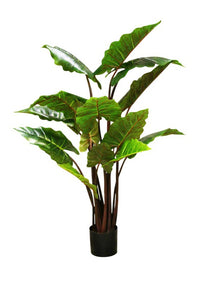 Flower Systems Taro Tree with Black Stem Potted 1.4m