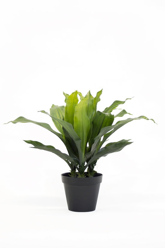 Flower Systems Potted Dracena