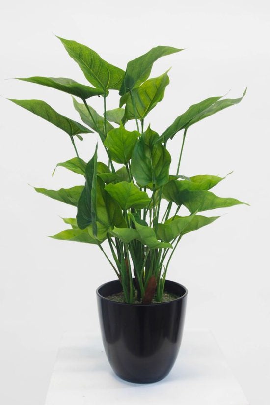 Flower Systems Potted Anthurium Bush 55cm Black Pot