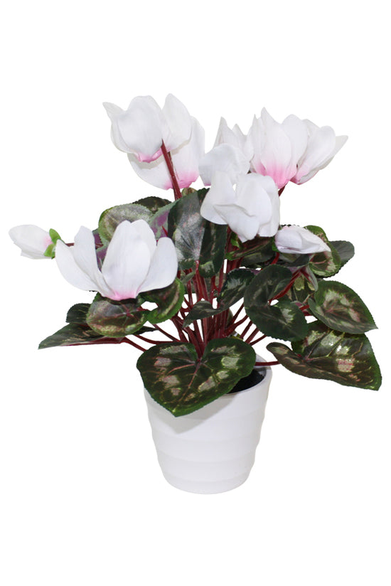 Flower Systems Cyclamen in White Pot