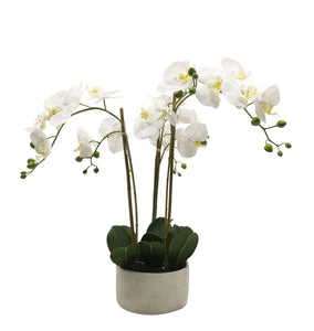 Flower Systems Phalaenopsis Orchid in Cement Pot 61.5cm